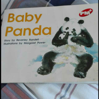 baby panda熊猫宝宝