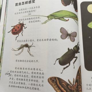 昆虫怎样感觉