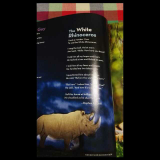 The white rhinoceros