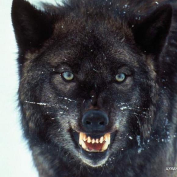 《黑狼 》作者:阿紫 朗读:紫芸樱