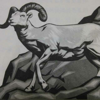 斑羚飞渡手抄报红奶羊图片