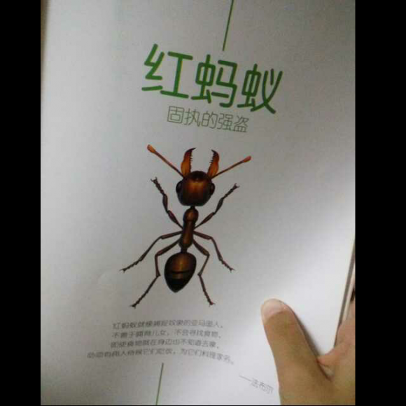 红蚂蚁——固执的强盗(《法布尔昆虫记》)