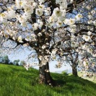 “一棵开花的树 ”席慕容
