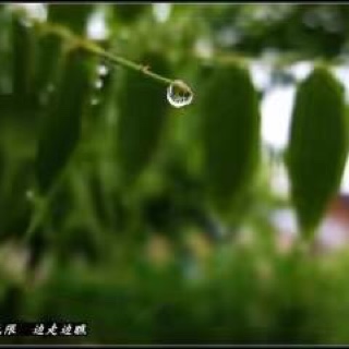 【栋栋讲故事】     雨中绿包