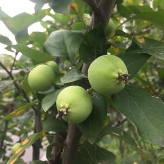 刘巍岩 烤牛肉和土豆