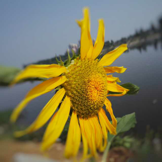 顾城说|我们去寻找一盏灯