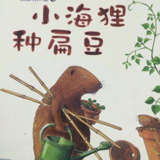 小海狸种扁豆