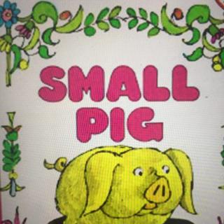 Small pig