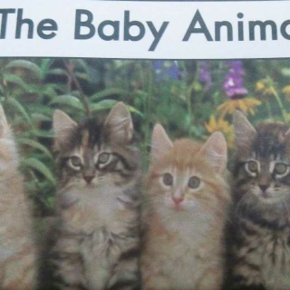 the baby animals