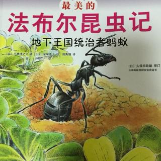 最美的法布尔昆虫记03:地下王国统治者蚂蚁🐜