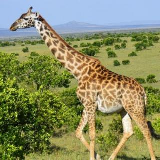 4为什么长颈鹿的脖子特别长