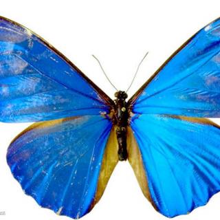 蝴蝶翅膀上的鳞片有什么作用