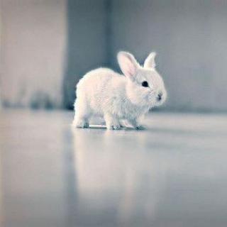 《小白兔有颗玻璃心》