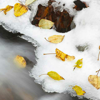 [散文诵读] 《济南的冬天》