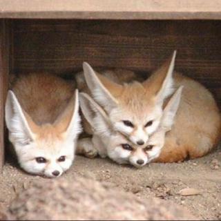 中英文故事 Three Foxes 三只狐狸 