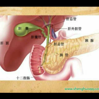 胆囊炎结石与肝