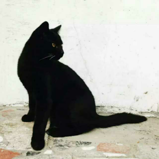 一只不睡的黑猫