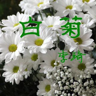 《白菊》李琦