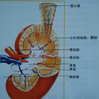 慢性肾炎，肾盂肾炎的防治