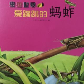 虫虫世界之爱蹦跳的蚂蚱