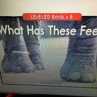 What Has These Feet? RAZ levelB【莱恩英语】