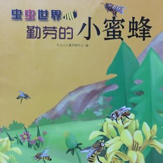 虫虫世界之勤劳的小蜜蜂