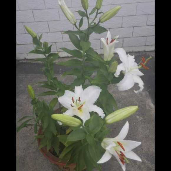 山百合 作者 席慕蓉