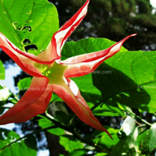 小薇朗诵《曼陀萝》作者:一舟