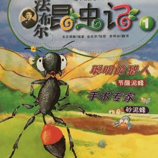 昆虫记手术专家砂泥蜂5