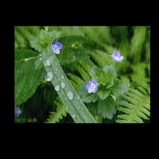 听听那冷雨  余光中