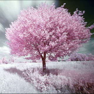 《一棵开花的树》稿件背景