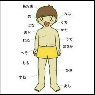 日语中身体部位的说法