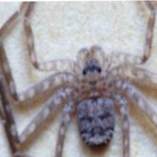 Australia Spider May be World's Fastest