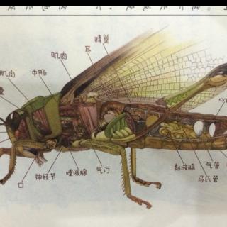 酷虫学校5——第七章 遭遇蝗虫风暴