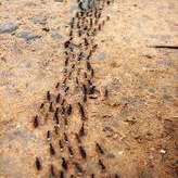 【动物趣闻】为什么蚂蚁总是排着队走呢