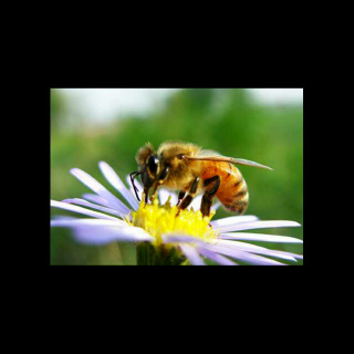 《昆虫记 》蜜蜂和红蚂蚁1.
