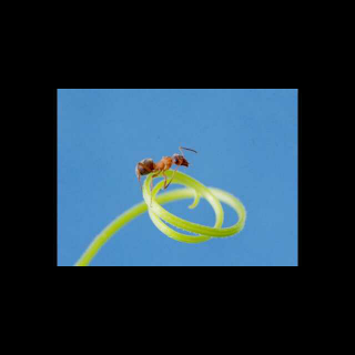 《昆虫记》 蜜蜂和红蚂蚁2.