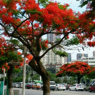 《生命，是一树花开》余秋雨☆嘉妈