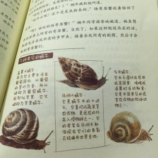酷虫学校7⃣️第十一章-蜗牛壳上的故事