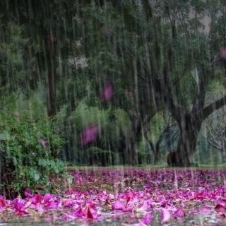 听雨 作者 云草