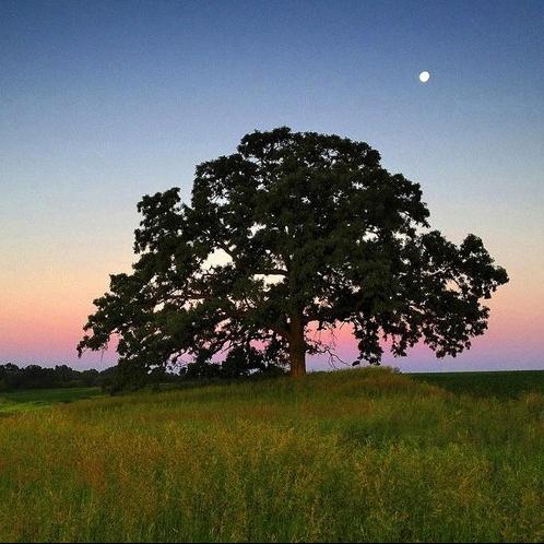 致橡树(中国诗人 舒婷)