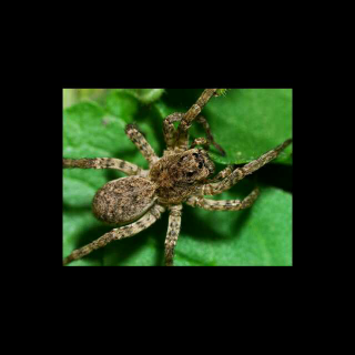 《昆虫记》狼蛛