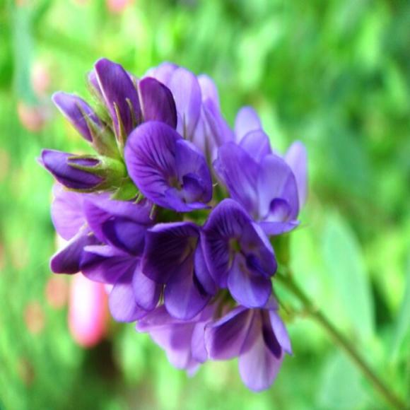 紫苜蓿花(刘国辉)