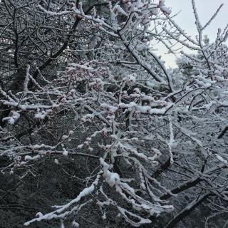 四月的雪 作者 逸丽