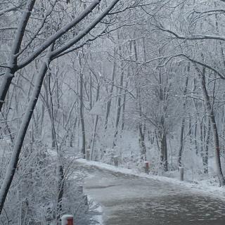 四月的雪 作者 逸丽