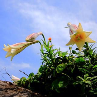 心田上的百合花