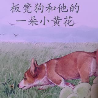 澜馨妈妈讲故事～板凳狗和他的一朵小黄花