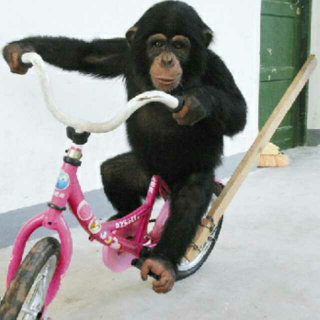 动物百科《动物界的“智叟”黑猩猩》