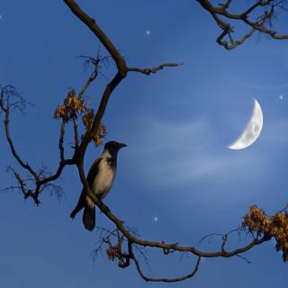 【为你读诗】夜鸟（西川）