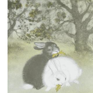 【睡前故事第一期】小白兔与小黑兔的故事